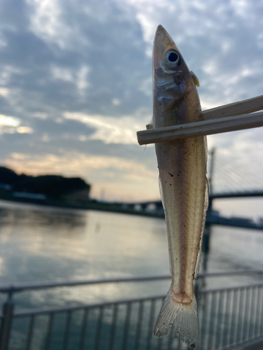 キスの釣果