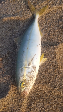 ツバスの釣果