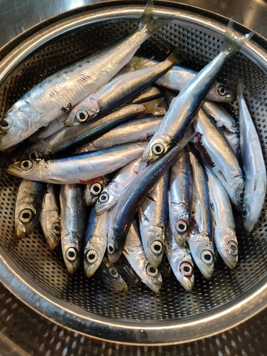 イワシの釣果