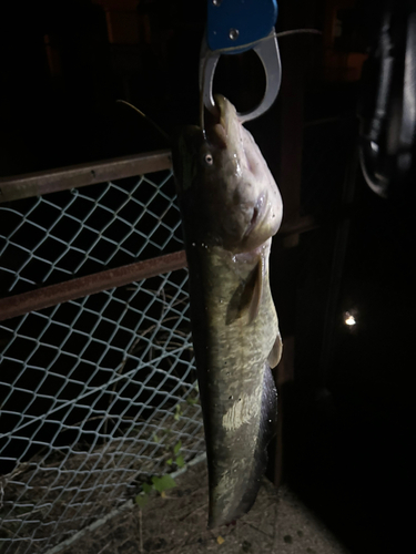 ナマズの釣果