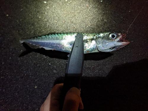 サバの釣果