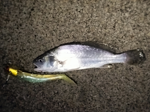 ニベの釣果