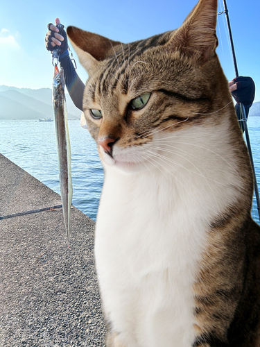 タチウオの釣果