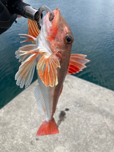 ホウボウの釣果