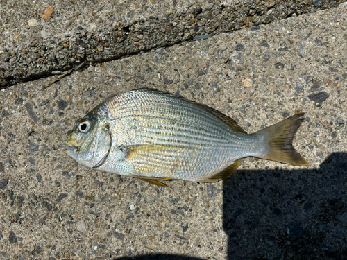 碧南海釣り公園