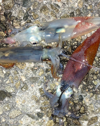 ケンサキイカの釣果