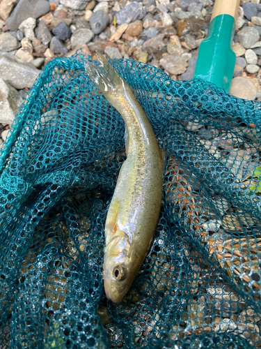 アブラハヤの釣果