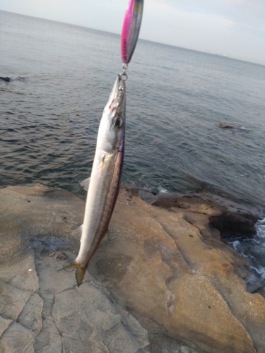 カマスの釣果