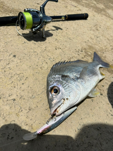 キビレの釣果