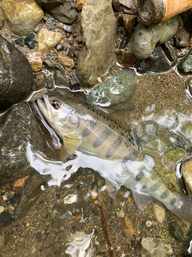 ヤマメの釣果