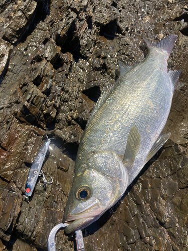 ヒラスズキの釣果