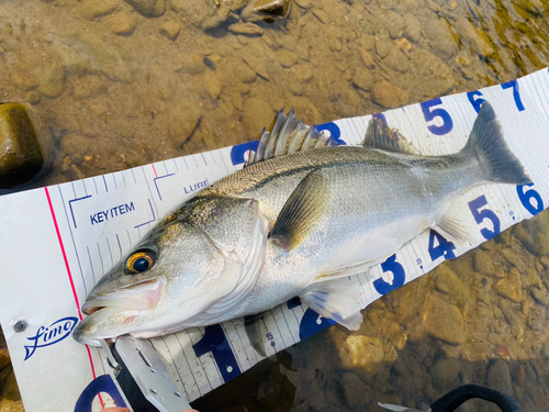 マルスズキの釣果