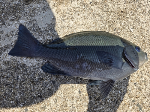 クロの釣果