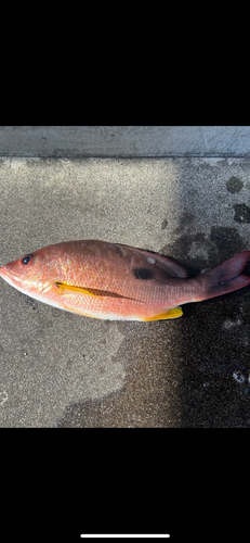 クロホシフエダイの釣果