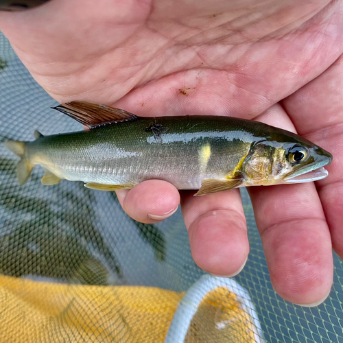 アユの釣果