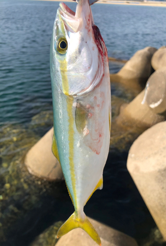 ワカシの釣果