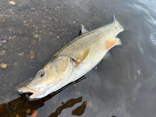 ウグイの釣果