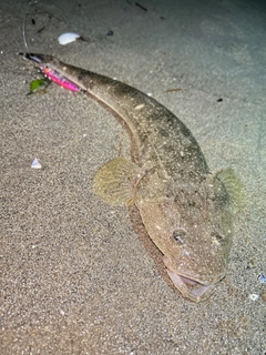 マゴチの釣果