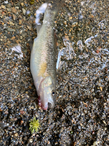 アブラハヤの釣果