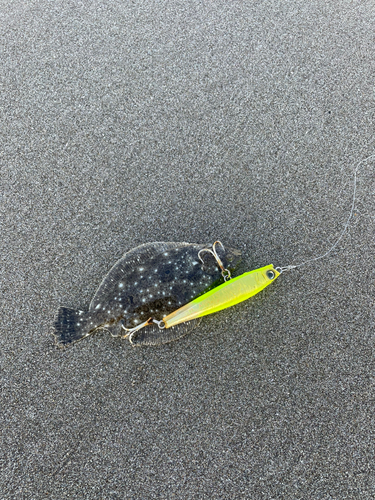 ソゲの釣果