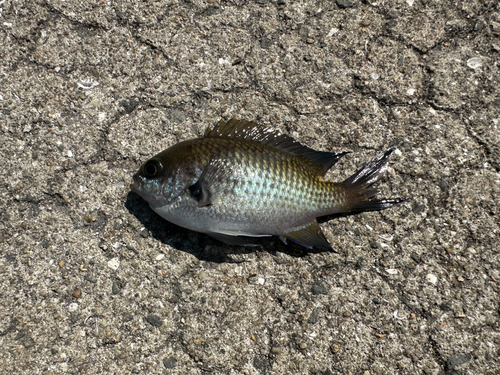 スズメダイの釣果