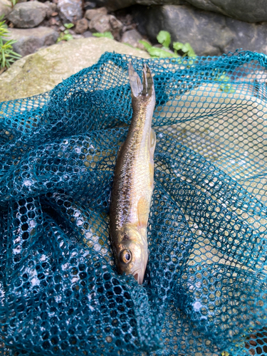 アブラハヤの釣果