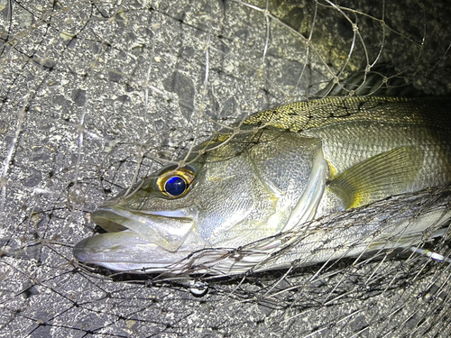 セイゴ（マルスズキ）の釣果