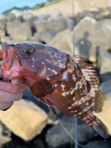 アコウの釣果