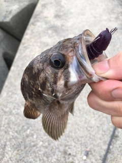 クロソイの釣果