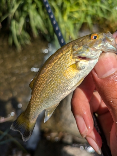 スモールマウスバスの釣果