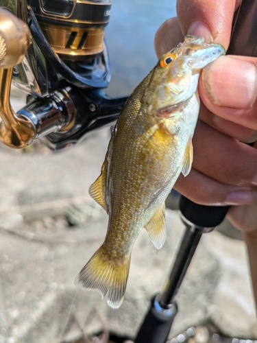 スモールマウスバスの釣果