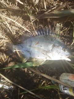 キビレの釣果