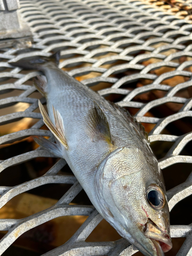 イサキの釣果