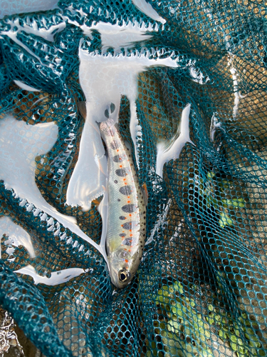 アマゴの釣果