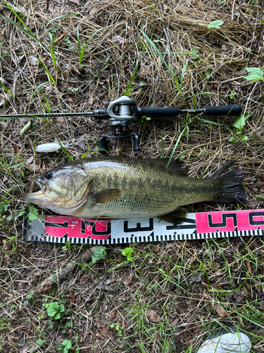 ブラックバスの釣果