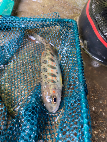 アマゴの釣果