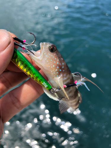 イトヒキハゼの釣果