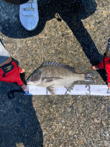 クロダイの釣果