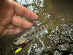 ヤマメの釣果