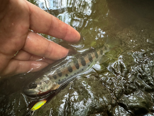 ヤマメの釣果