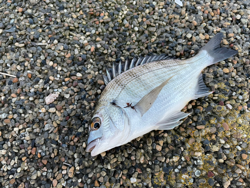 タイの釣果