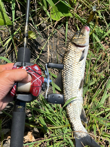 ニゴイの釣果