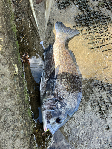 クロダイの釣果