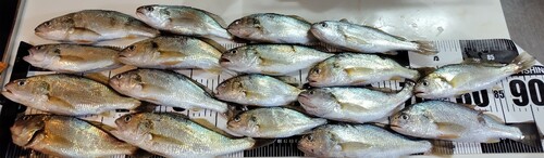 イシモチの釣果