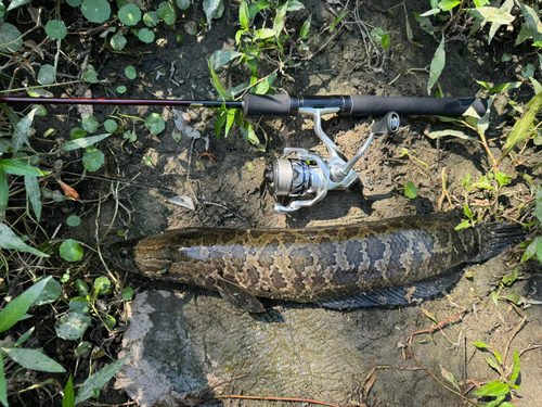 ライギョの釣果