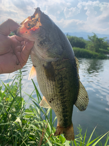 ラージマウスバスの釣果