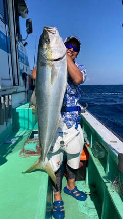 ヒラマサの釣果