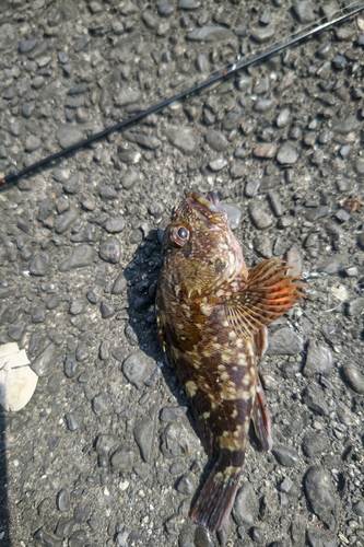 カサゴの釣果