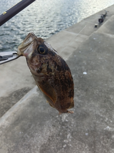 クロソイの釣果