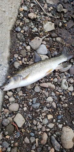 ウグイの釣果